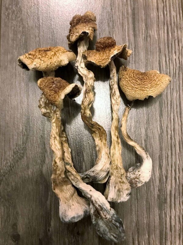 B+ Cubensis Magic Mushrooms