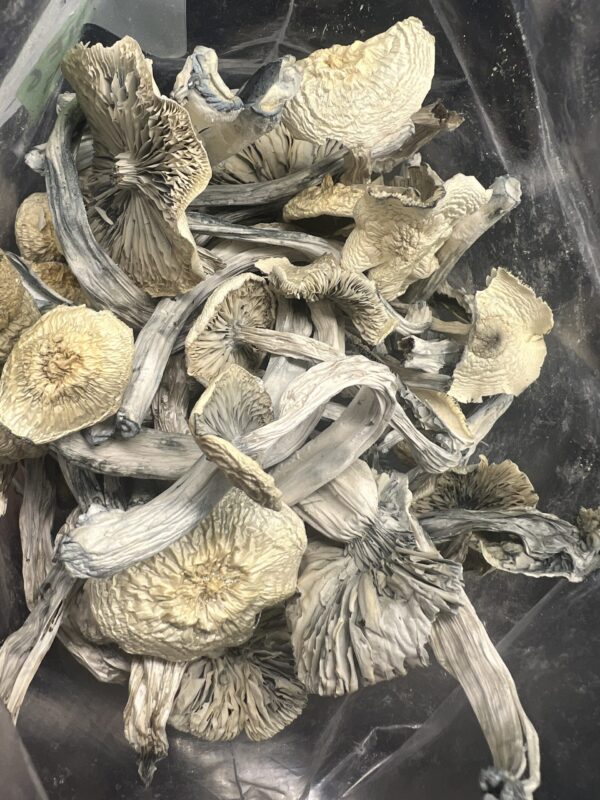 Albino Avery Magic Mushrooms