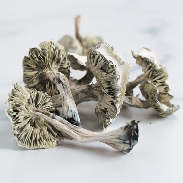 Albino Avery Magic Mushrooms - Image 2