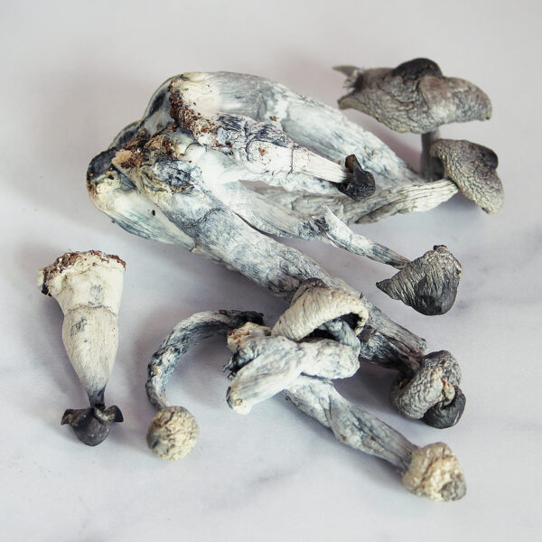 Albino Penis Envy Magic Mushrooms