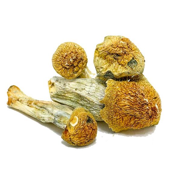 Penis Envy Magic Mushroom